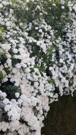 Prachtspiere -Deutschland Garten Funk Verkaufs-Shop prachtspiere m000092 602373 1