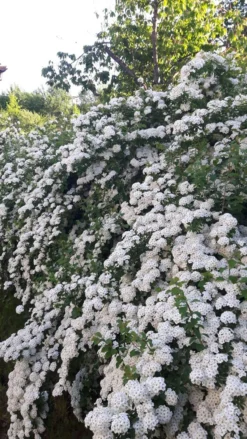 Prachtspiere -Deutschland Garten Funk Verkaufs-Shop prachtspiere m000092 602373 2