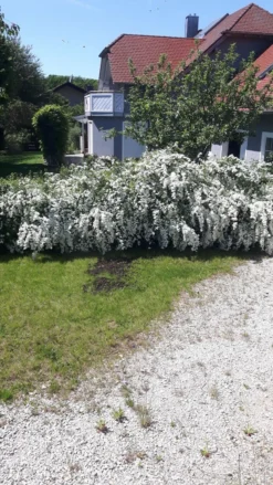 Prachtspiere -Deutschland Garten Funk Verkaufs-Shop prachtspiere m000092 602373 3