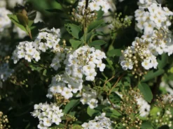 Prachtspiere -Deutschland Garten Funk Verkaufs-Shop prachtspiere m000092 w 0