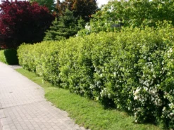 Prachtspiere -Deutschland Garten Funk Verkaufs-Shop prachtspiere m000092 w 1