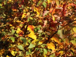 Prachtspiere -Deutschland Garten Funk Verkaufs-Shop prachtspiere m000092 w 10