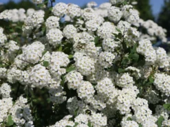 Prachtspiere -Deutschland Garten Funk Verkaufs-Shop prachtspiere m000092 w 3