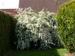 Prachtspiere -Deutschland Garten Funk Verkaufs-Shop prachtspiere m000092 w 4