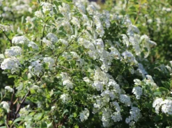 Prachtspiere -Deutschland Garten Funk Verkaufs-Shop prachtspiere m000092 w 9