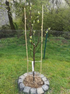 Quitte 'Bereczki-Birnenquitte' -Deutschland Garten Funk Verkaufs-Shop quitte bereczki birnenquitte m106668 1509146 0