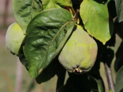 Quitte 'Bereczki-Birnenquitte' -Deutschland Garten Funk Verkaufs-Shop quitte bereczki birnenquitte m106668 w 0