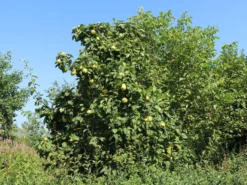 Quitte 'Bereczki-Birnenquitte' -Deutschland Garten Funk Verkaufs-Shop quitte bereczki birnenquitte m106668 w 3