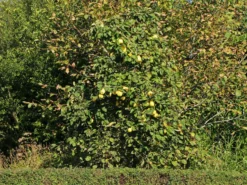 Quitte 'Bereczki-Birnenquitte' -Deutschland Garten Funk Verkaufs-Shop quitte bereczki birnenquitte m106668 w 4