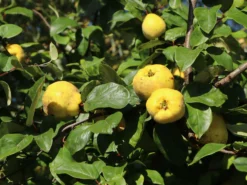 Quitte 'Bereczki-Birnenquitte' -Deutschland Garten Funk Verkaufs-Shop quitte bereczki birnenquitte m106668 w 5