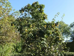 Quitte 'Bereczki-Birnenquitte' -Deutschland Garten Funk Verkaufs-Shop quitte bereczki birnenquitte m106668 w 6