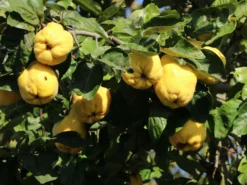 Quitte 'Bereczki-Birnenquitte' -Deutschland Garten Funk Verkaufs-Shop quitte bereczki birnenquitte m106668 w 7