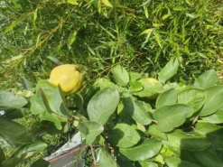 Quitte 'Birnenquitte' -Deutschland Garten Funk Verkaufs-Shop quitte birnenquitte m002522 1133604 0