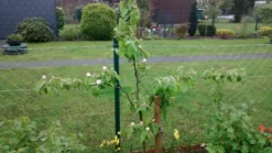 Quitte 'Birnenquitte' -Deutschland Garten Funk Verkaufs-Shop quitte birnenquitte m002522 155948 0