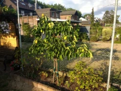 Quitte 'Birnenquitte' -Deutschland Garten Funk Verkaufs-Shop quitte birnenquitte m002522 155948 1