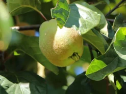 Quitte 'Birnenquitte'