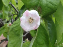 Quitte 'Birnenquitte' -Deutschland Garten Funk Verkaufs-Shop quitte birnenquitte m002522 w 1