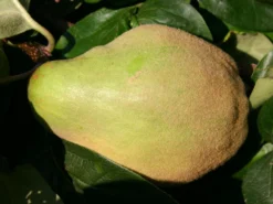 Quitte 'Birnenquitte' -Deutschland Garten Funk Verkaufs-Shop quitte birnenquitte m002522 w 2