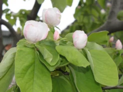 Quitte 'Birnenquitte' -Deutschland Garten Funk Verkaufs-Shop quitte birnenquitte m002522 w 4