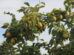 Quitte 'Birnenquitte' -Deutschland Garten Funk Verkaufs-Shop quitte birnenquitte m002522 w 5