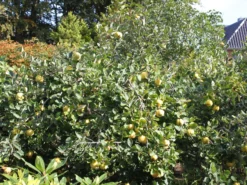 Quitte 'Konstantinopeler Apfelquitte' -Deutschland Garten Funk Verkaufs-Shop quitte konstantinopeler apfelquitte m062560 w 0