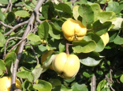 Quitte 'Konstantinopeler Apfelquitte' -Deutschland Garten Funk Verkaufs-Shop quitte konstantinopeler apfelquitte m062560 w 1