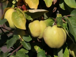 Quitte 'Konstantinopeler Apfelquitte' -Deutschland Garten Funk Verkaufs-Shop quitte konstantinopeler apfelquitte m062560 w 2