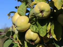 Quitte 'Konstantinopeler Apfelquitte' -Deutschland Garten Funk Verkaufs-Shop quitte konstantinopeler apfelquitte m062560 w 3