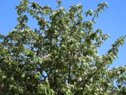 Quitte 'Konstantinopeler Apfelquitte' -Deutschland Garten Funk Verkaufs-Shop quitte konstantinopeler apfelquitte m062560 w 4