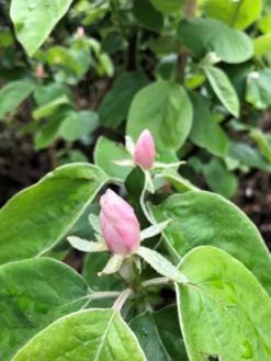 Quitte 'Riesenquitte Von Leskovac' -Deutschland Garten Funk Verkaufs-Shop quitte riesenquitte von leskovac m069520 193676 0