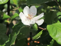 Quitte 'Riesenquitte Von Leskovac' -Deutschland Garten Funk Verkaufs-Shop quitte riesenquitte von leskovac m069520 w 0