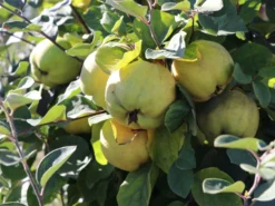 Quitte 'Riesenquitte Von Leskovac' -Deutschland Garten Funk Verkaufs-Shop quitte riesenquitte von leskovac m069520 w 2