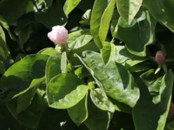 Quitte 'Riesenquitte Von Leskovac' -Deutschland Garten Funk Verkaufs-Shop quitte riesenquitte von leskovac m069520 w 4