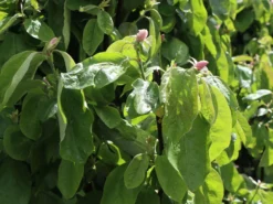 Quitte 'Riesenquitte Von Leskovac' -Deutschland Garten Funk Verkaufs-Shop quitte riesenquitte von leskovac m069520 w 5