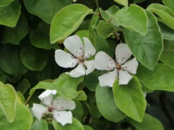 Quitte 'Riesenquitte Von Leskovac' -Deutschland Garten Funk Verkaufs-Shop quitte riesenquitte von leskovac m069520 w 6