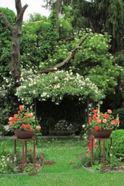 Ramblerrose 'Alberic Barbier' -Deutschland Garten Funk Verkaufs-Shop ramblerrose alberic barbier m002926 208082 0