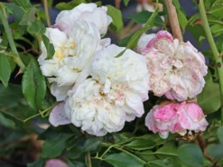 Ramblerrose 'Alberic Barbier' -Deutschland Garten Funk Verkaufs-Shop ramblerrose alberic barbier m002926 w 1