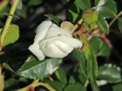 Ramblerrose 'Alberic Barbier' -Deutschland Garten Funk Verkaufs-Shop ramblerrose alberic barbier m002926 w 2