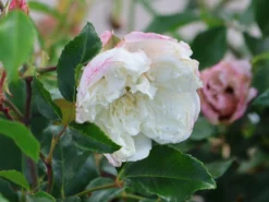 Ramblerrose 'Alberic Barbier' -Deutschland Garten Funk Verkaufs-Shop ramblerrose alberic barbier m002926 w 3