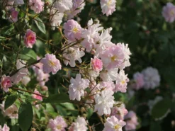Ramblerrose 'Albertine'