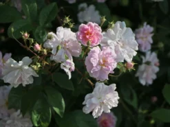 Ramblerrose 'Albertine' -Deutschland Garten Funk Verkaufs-Shop ramblerrose albertine m007032 w 1