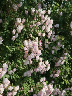Ramblerrose 'Albertine' -Deutschland Garten Funk Verkaufs-Shop ramblerrose albertine m007032 w 2