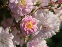 Ramblerrose 'Albertine' -Deutschland Garten Funk Verkaufs-Shop ramblerrose albertine m007032 w 3