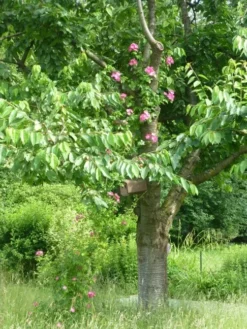 Ramblerrose 'American Pillar' -Deutschland Garten Funk Verkaufs-Shop ramblerrose american pillar m003536 108087 0