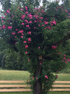 Ramblerrose 'American Pillar' -Deutschland Garten Funk Verkaufs-Shop ramblerrose american pillar m003536 401538 0