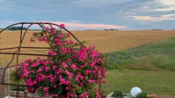 Ramblerrose 'American Pillar' -Deutschland Garten Funk Verkaufs-Shop ramblerrose american pillar m003536 556127 0