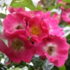 Ramblerrose 'American Pillar'