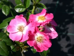 Ramblerrose 'American Pillar' -Deutschland Garten Funk Verkaufs-Shop ramblerrose american pillar m003536 w 0