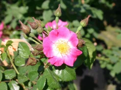 Ramblerrose 'American Pillar' -Deutschland Garten Funk Verkaufs-Shop ramblerrose american pillar m003536 w 1