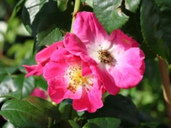 Ramblerrose 'American Pillar' -Deutschland Garten Funk Verkaufs-Shop ramblerrose american pillar m003536 w 2